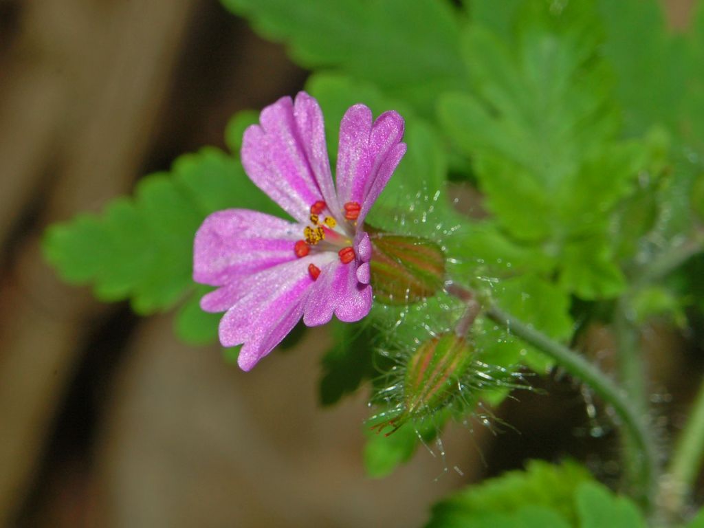 Geranium robertianum / Geranio di S.Roberto